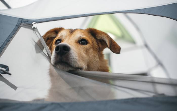 Campingplätze sind ebenfalls ein tolles Reiseziel mit dem Hund. (Foto: shutterstock - Pawle)