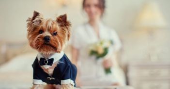 Junge Frau kann Hund nicht auf Hochzeit mitnehmen (Foto: AdobeStock - svetlanaz 176795422)