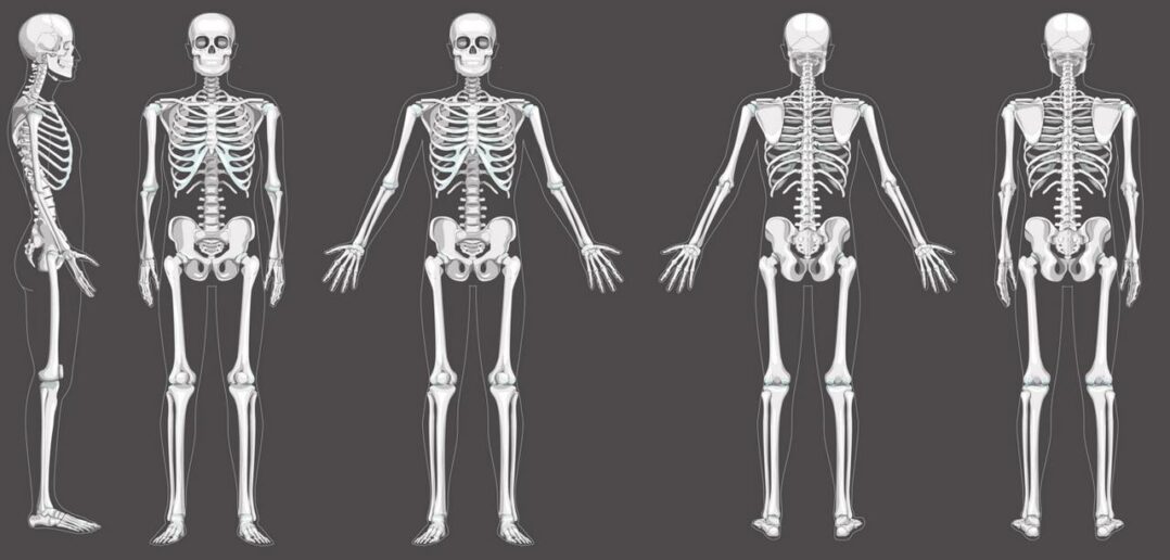 Wie viele Knochen hat ein Mensch: Anzahl, Fakten und warum ein Erwachsener weniger Knochen hat als ein Baby (Foto: AdobeStock - 476759499 Vectoressa)