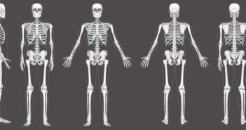 Wie viele Knochen hat ein Mensch: Anzahl, Fakten und warum ein Erwachsener weniger Knochen hat als ein Baby (Foto: AdobeStock - 476759499 Vectoressa)